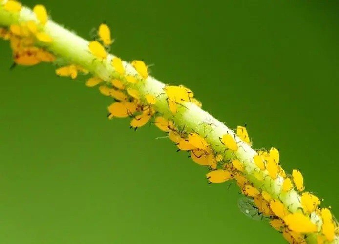 氧化乐果和氯氰菊酯哪个杀蚜虫好？