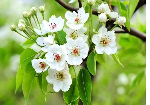 梨花是什么季节开的?