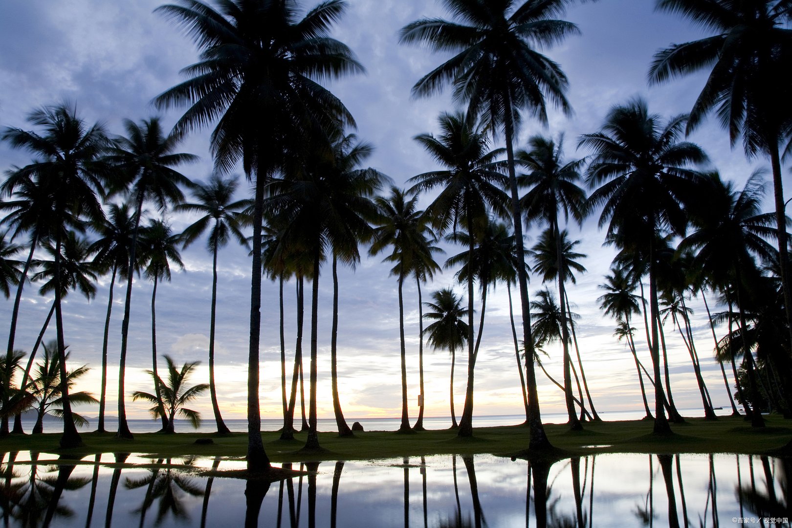 大王椰子会伤人吗?