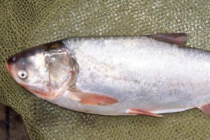 河里的鱼都有哪些?