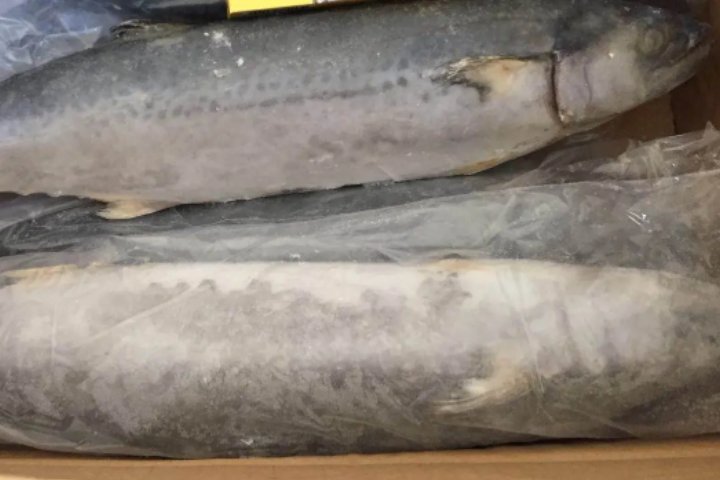 河里的鱼都有哪些?