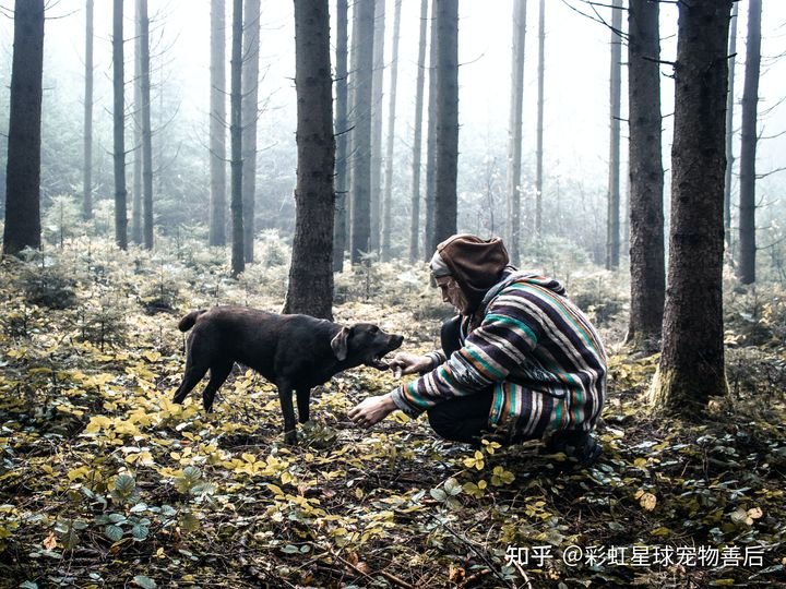 请问宠物死了怎么安葬?怎么火化和埋葬?