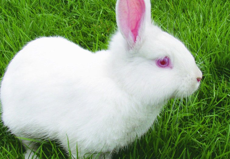 兔子有什么特点？