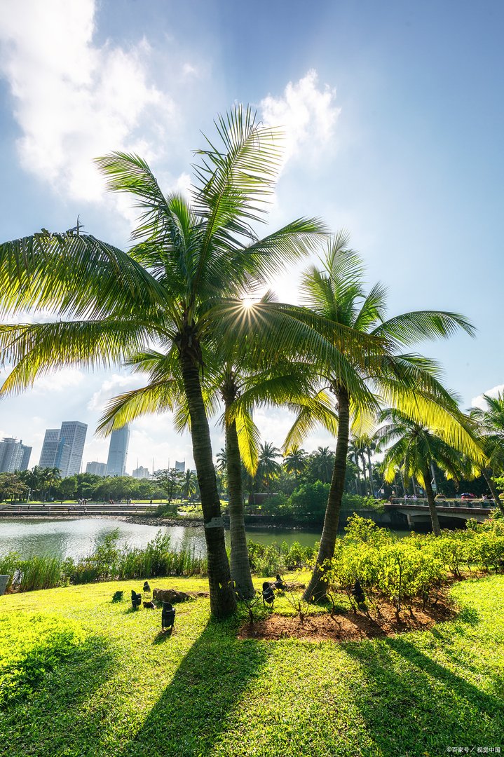 大王椰子会伤人吗?