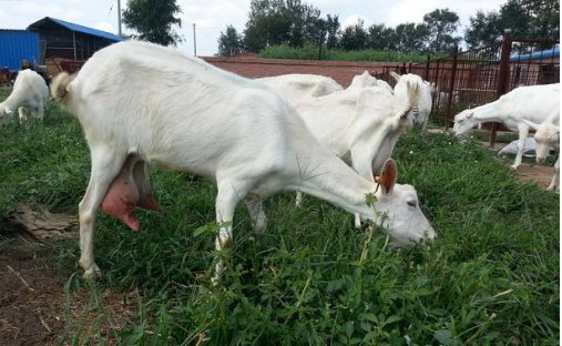 鲜羊奶有什么功效与作用？