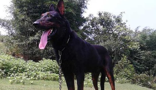 苏联红犬这狗怎么样？