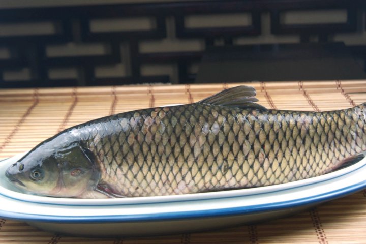 河里的鱼都有哪些?