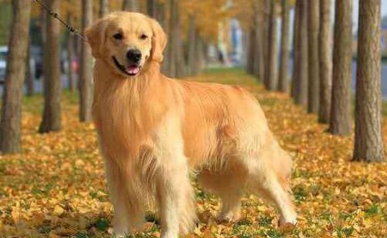 海洋之星狗粮怎么样？