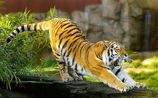 濒危动物有哪些