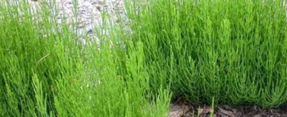 荆草是长什么样子的?