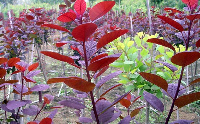 紫色叶子的植物有哪些？