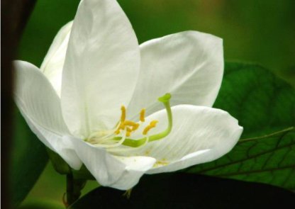 淡极始知花更艳，什么意思