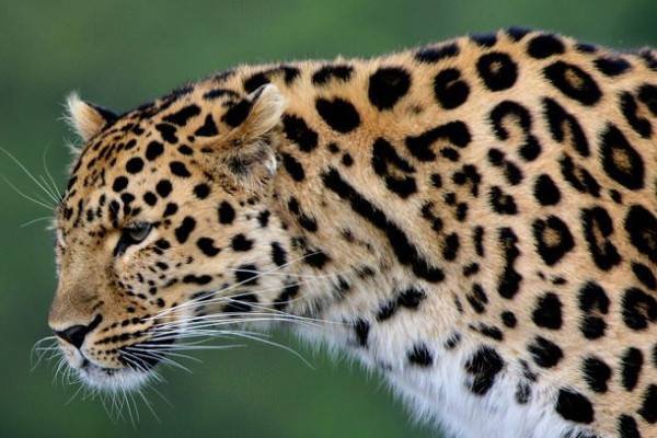 跑得快的动物有哪几种