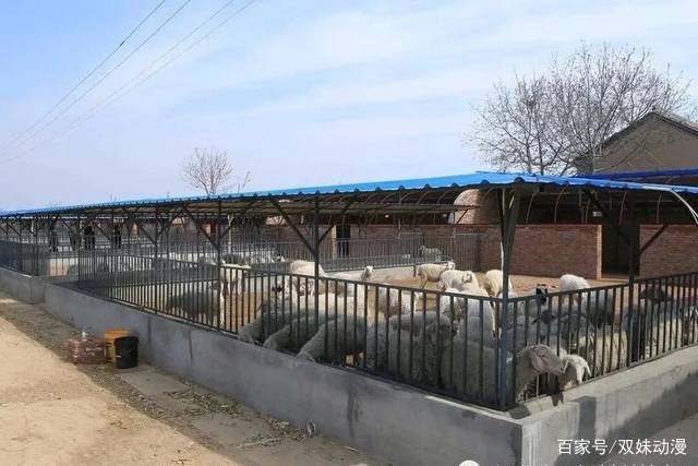 建设一个养羊场，需要做哪些必要的准备？