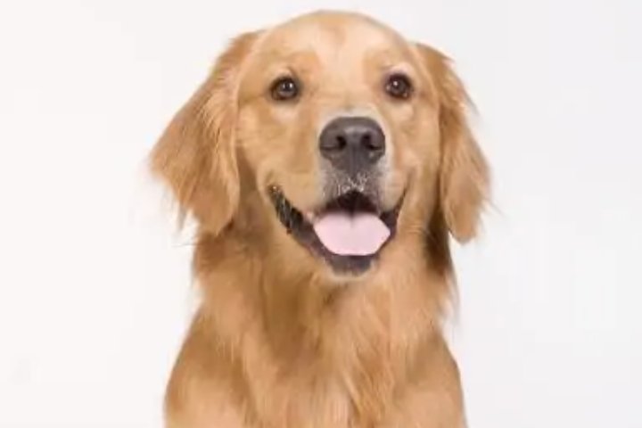 黄色的动物有哪些？