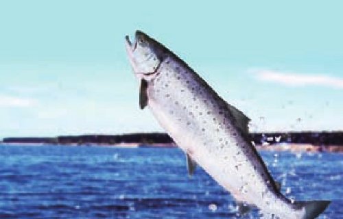 黑龙江特产有哪些?