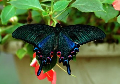 台湾的蝴蝶谷还有什么样的蝴蝶?