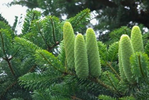 杉树的种类：请您告诉我杉树有几种？哪些杉树最珍贵？