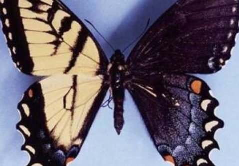 台湾的蝴蝶谷还有什么样的蝴蝶?