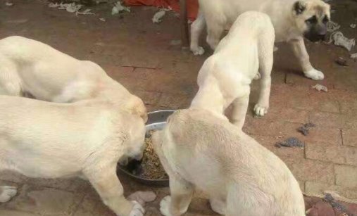 世界名狗排名有哪些?