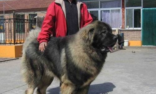 世界名狗排名有哪些？