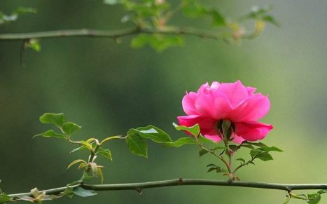 丰乐亭游春其一de赏析