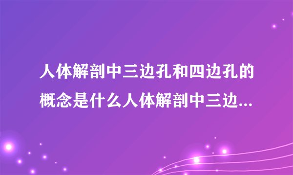 人体解剖中三边孔和四边孔的概念是什么人体解剖中三边孔和四边孔的概念分别是什么