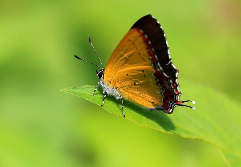 台湾的蝴蝶谷还有什么样的蝴蝶?