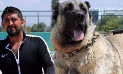 世界名狗排名有哪些?