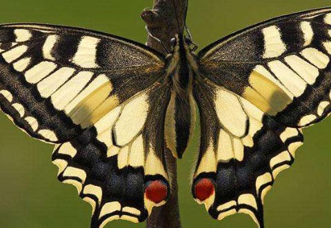 台湾的蝴蝶谷还有什么样的蝴蝶?