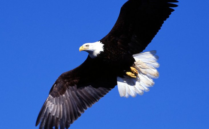 老鹰,雕,秃鹫,隼等这些都怎么区别呀?