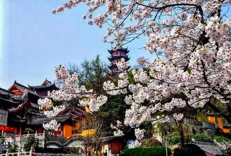 鸡鸣寺的樱花开了是什么意思?