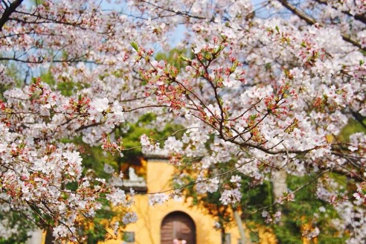 鸡鸣寺的樱花开了是什么意思?
