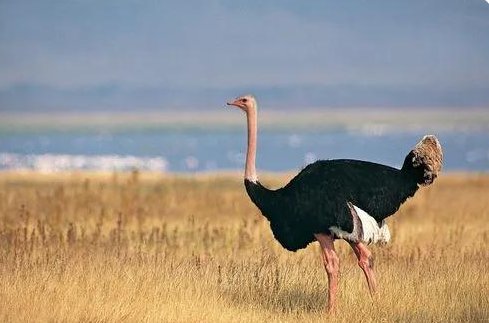 鸵鸟是鸟吗?为什么?