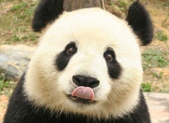 大熊猫是不是只有中国才有啊？