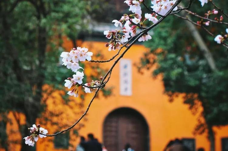 鸡鸣寺的樱花开了是什么意思?