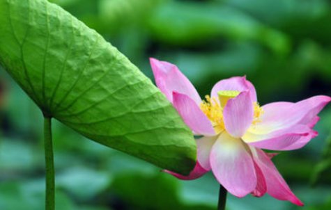 什么的池塘开满什么的荷花？