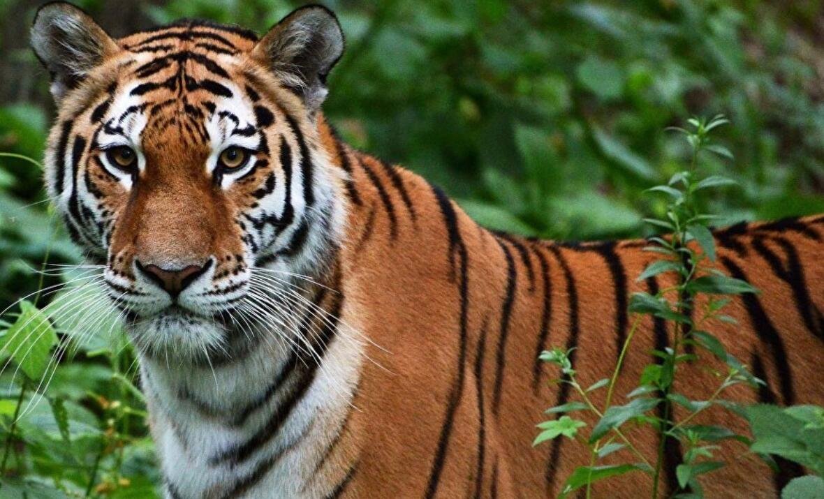 全国多地频现大型食肉动物，是什么引导着它们？