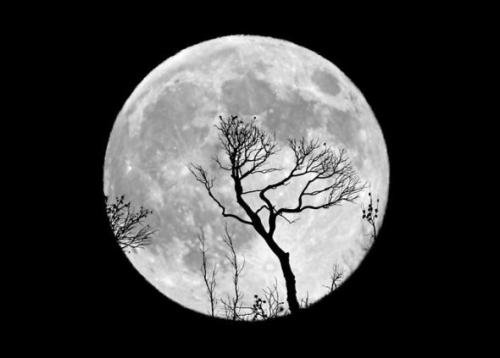 '白月光'这首歌谁是原唱?