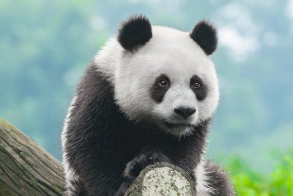 两只蜜蜂为喝饮料合伙拧开瓶盖,你还见过哪些神奇的瞬间?