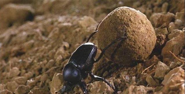 歇后语“屎壳郎偷粪”下一句是什么？