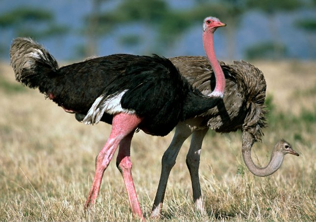 Big Bird是啥意思啊？