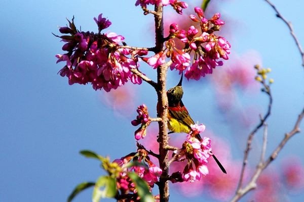 吃了“香体丸”真的可以变香吗？