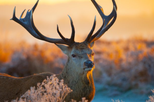两只蜜蜂为喝饮料合伙拧开瓶盖,你还见过哪些神奇的瞬间?