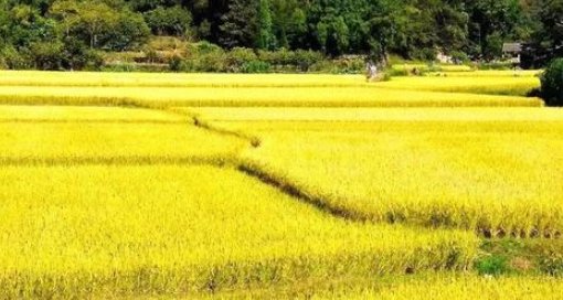 唐诗三百首中的其中一首十里稻花香的上一句是什么呢？