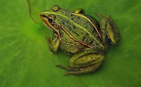 井底之蛙。是指什么动物？