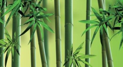 为什么竹子长得特别快?