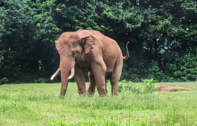 大象迁移的原因？