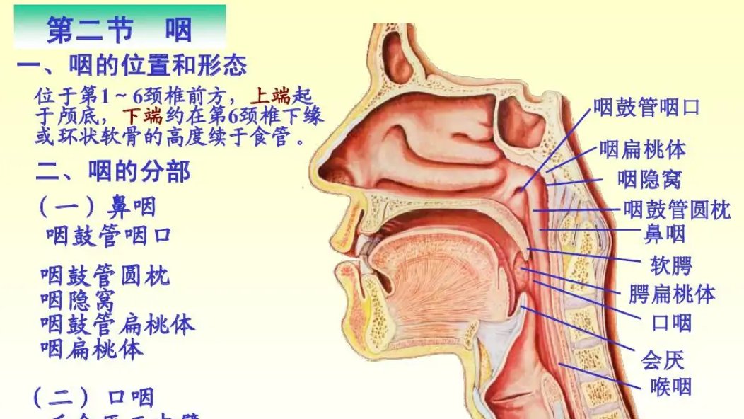 咽的读音是什么？