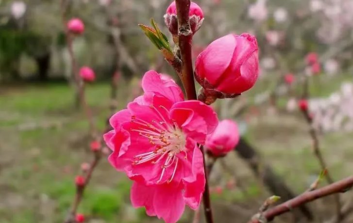 唐伯虎的八首桃花诗是什么？